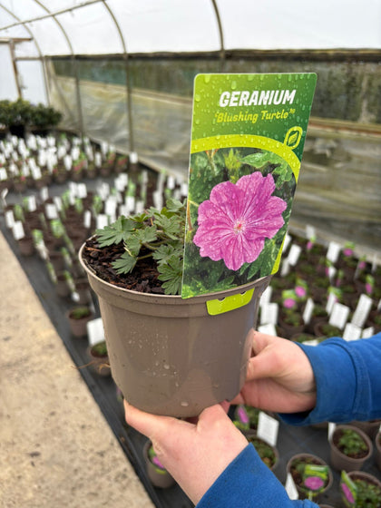 Geranium Blushing Turtle 2 Litre Pot