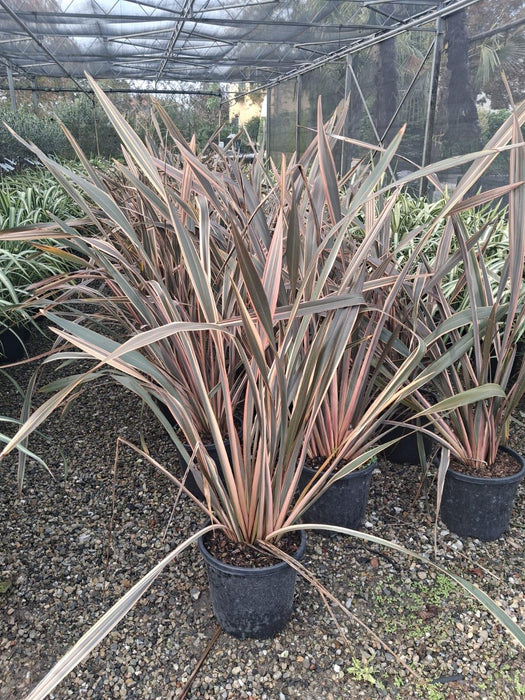 Phormium ten. Evening Glow 15 Litre Pot