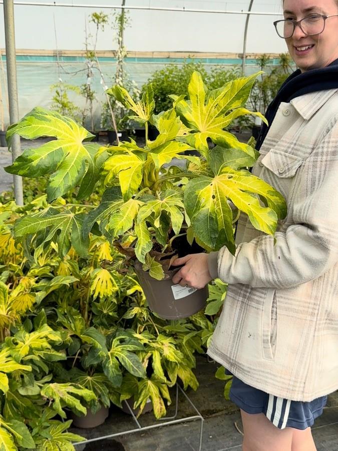 Fatsia Japonica Variegata 5 Litre Pot