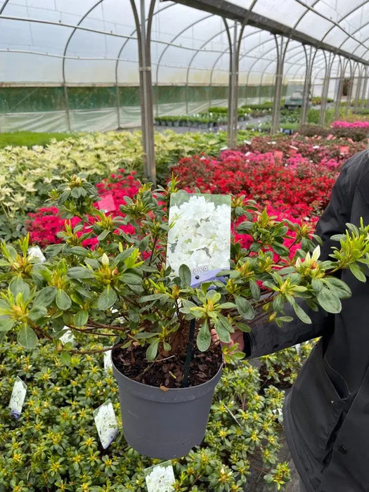 Azalea Japonica Pleasant White  3 Litre Pot
