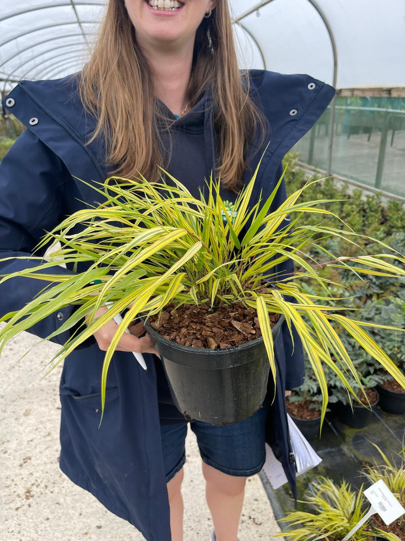 Hakonechloa Macra Aureola 3 Litre Pot