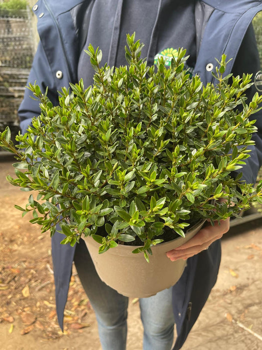 Hebe Garden Beauty Blue 5 Litre Pot