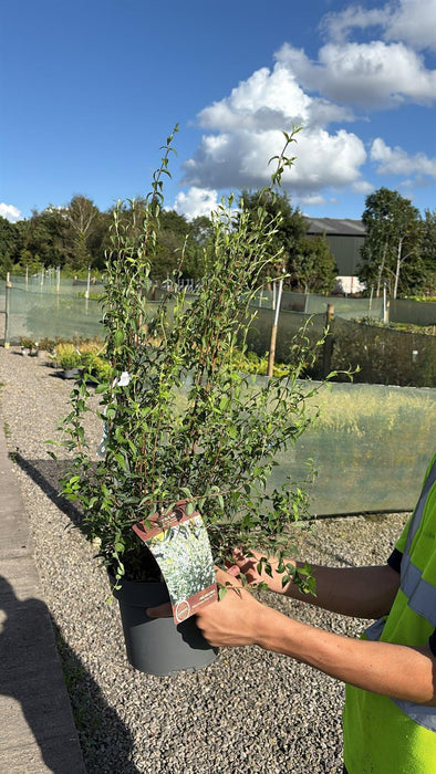 Philadelphus cor. Petite Perfume White 4 Litre Pot 30/40cm
