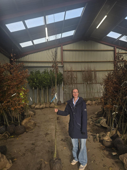 Carpinus Bet Lucas 8/10cm Girth Root ball