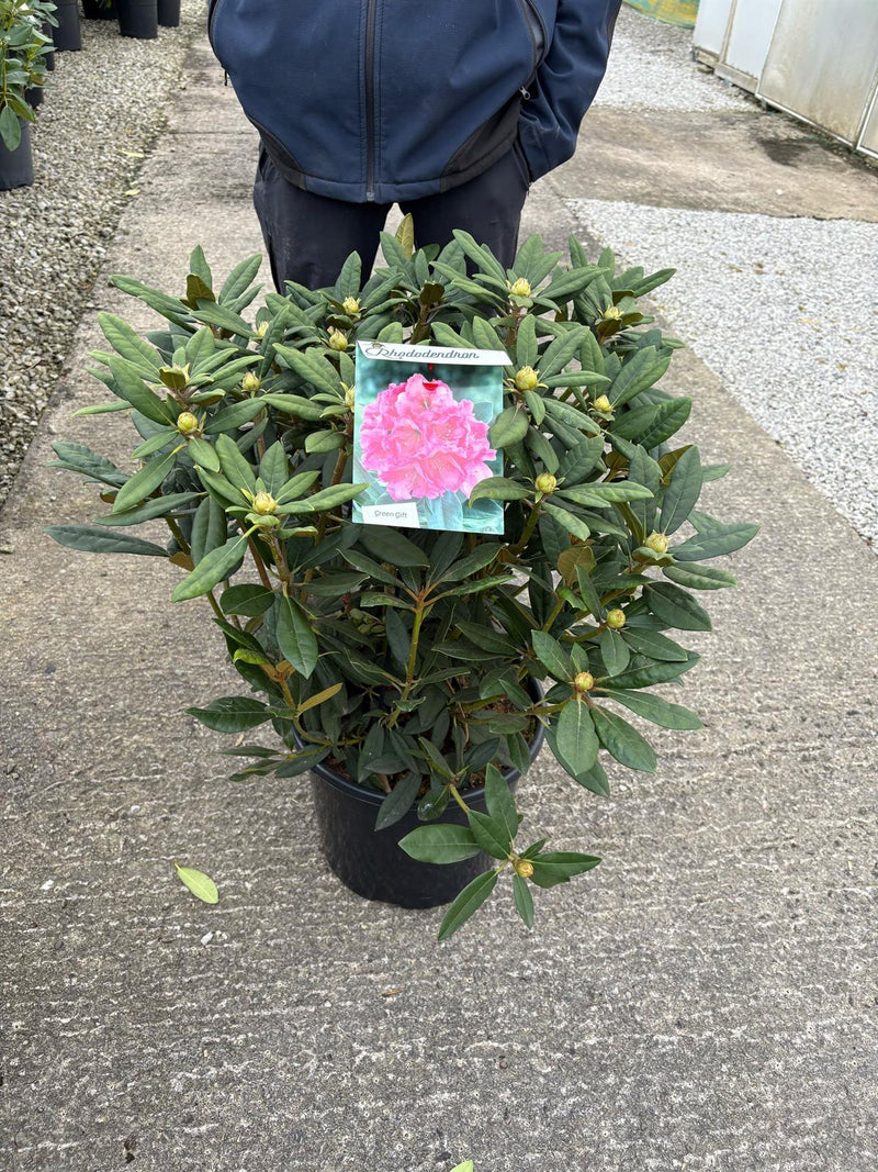 Rhododendron 'Hydon Hunter' 20 Litre Pot