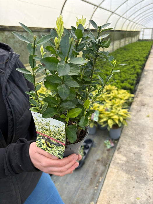 Euonymus Japonicus Annies Spring 13cm Pot