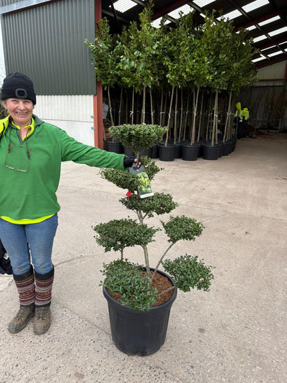 Ilex Crenata Bonsai 55 Litre Pot