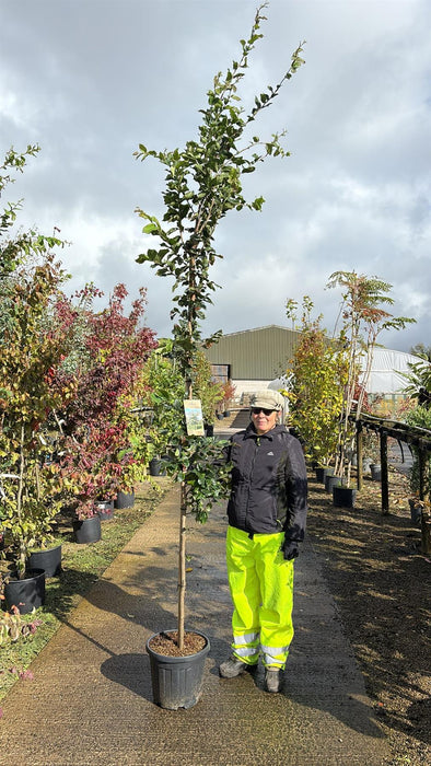 Parrotia Persica 20 Litre Pot 250/300cm
