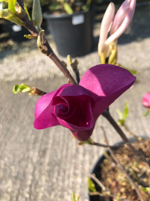 Magnolia Susan 12 Litre Pot 80/100cm
