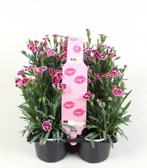 Dianthus Pink Kisses 6 Pack