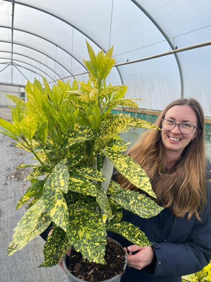 Aucuba Japonica Crotonifolia 4.5 Litre Pot