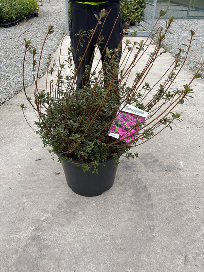 Azalea Japonica Amoena 40 Litre Pot Specimen Sized
