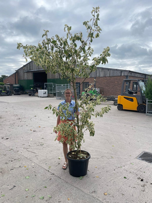 Cornus controversa Variegata 20 Litre Pot 200-250cm Tall