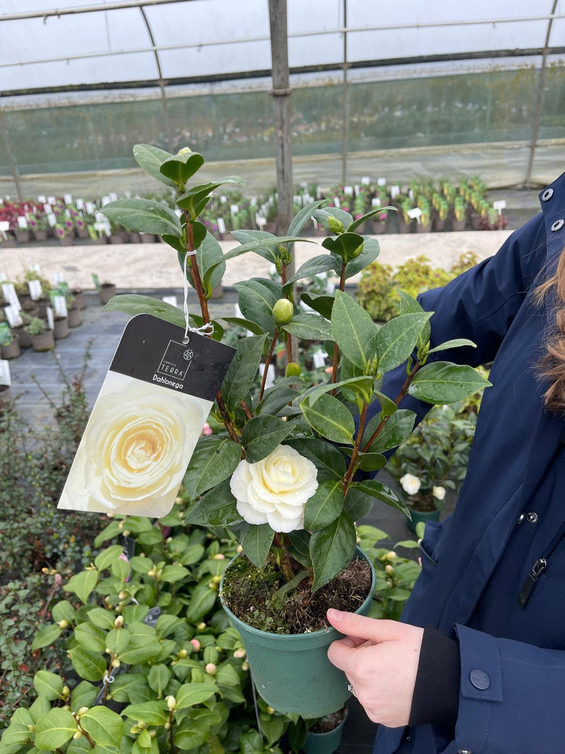 Camellia Japonica Dahlonega 7.5 Litre Pot