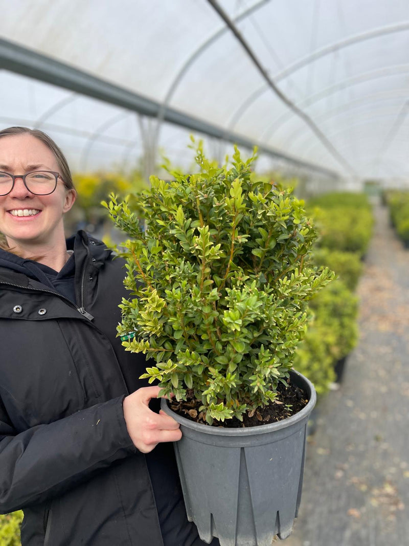 Box Hedging 30-40cm Pot Grown