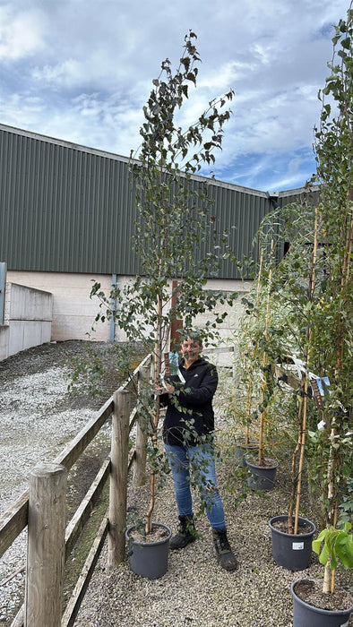 Betula Crimson Frost 15 Litre Pot