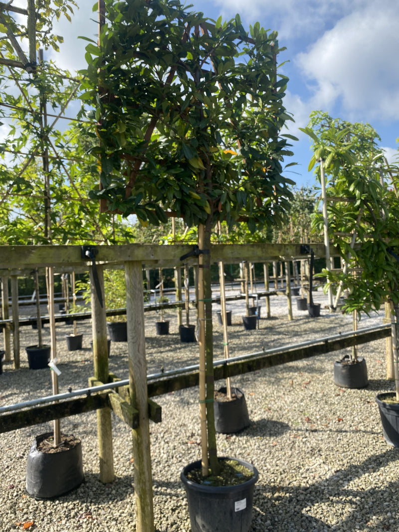 Prunus Novita Pleached Laurel Tree 150cm Stem 120x120cm Frame