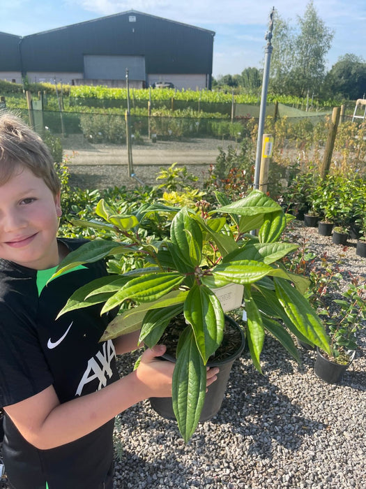 Viburnum Davidii 2 Litre Pot