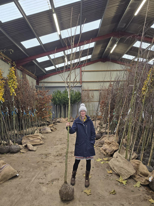 Davidia Involucrata 8/10cm Girth Root Ball