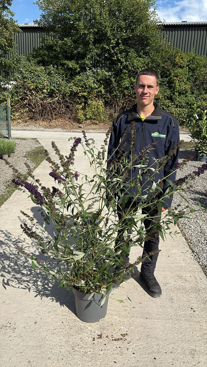 Buddleja davidii Black Knight 12 Litre Pot 80-100cm