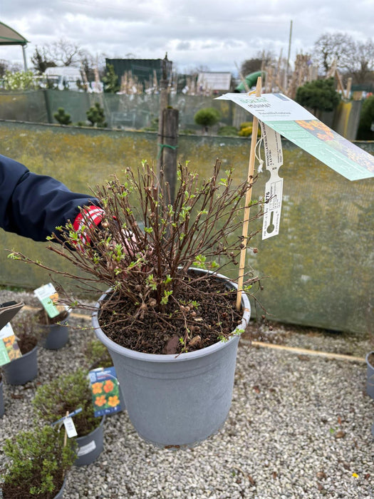 Potentilla fruticosa Solarissima 4.5 Litre Pot
