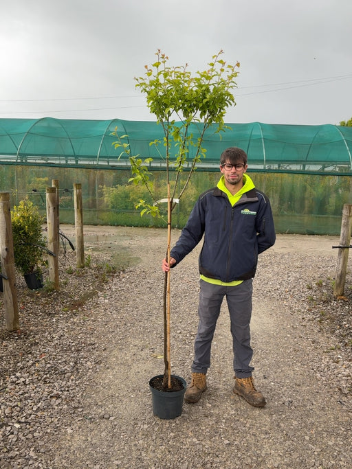 Plum Prunus Dom. Stanley 10 Litre Pot Half Standard