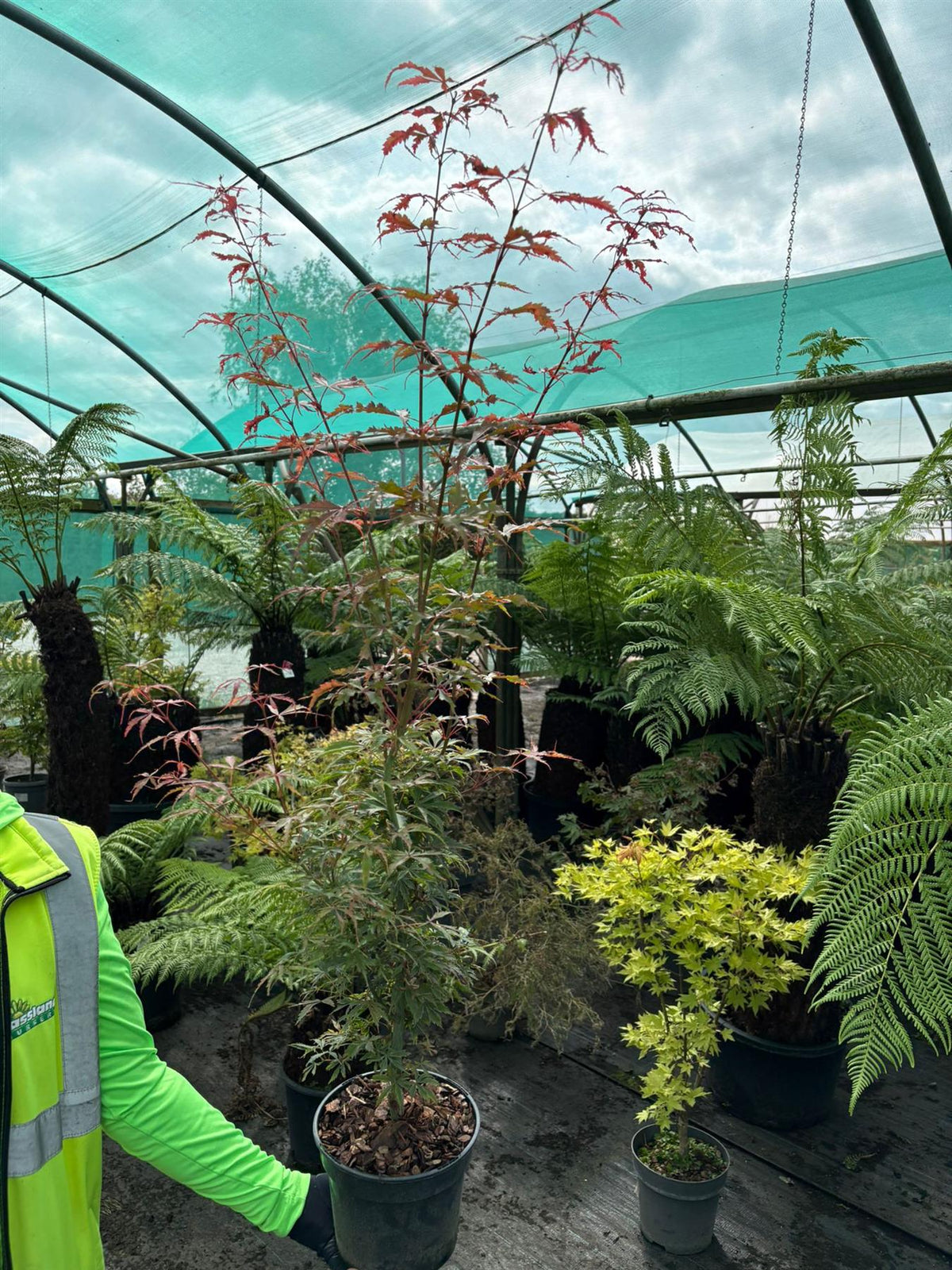 Acer Palmatum Summer Gold 3 Litre Pot