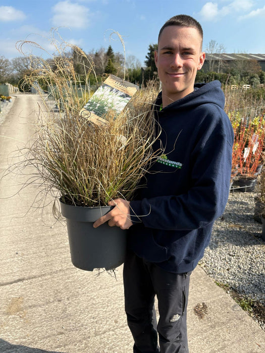 Miscanthus sin. Adagio 12 Litre Pot 80/100cm
