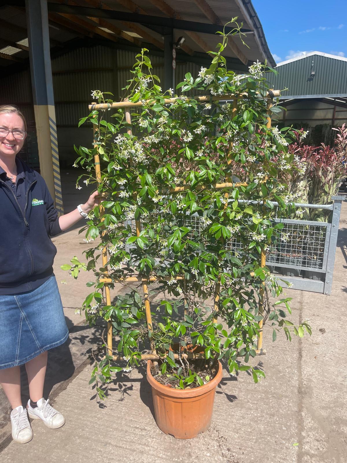 Trachelospermum Jasminoides Pleached Wall Frame 150cm Hi x 90cm W