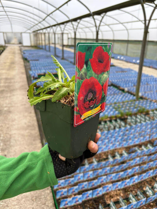 Papaver Beauty of Livermere 11cm Pot