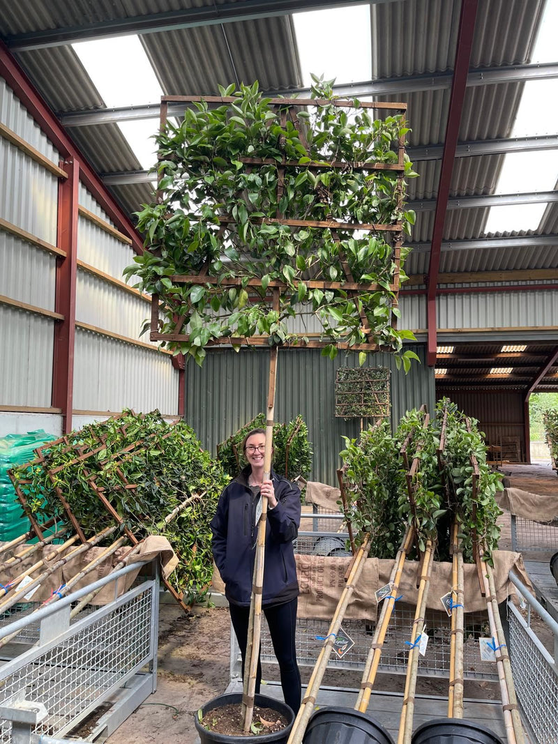 Ligustrum Japonicum 8/10cm Pleached 180cm Standard