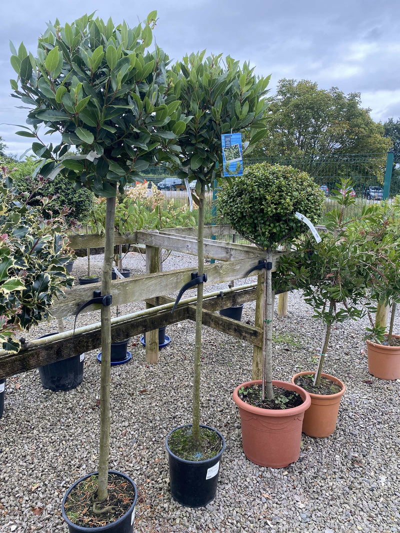 Laurus Nobilis 1/2 Standard 10 Litre Pot