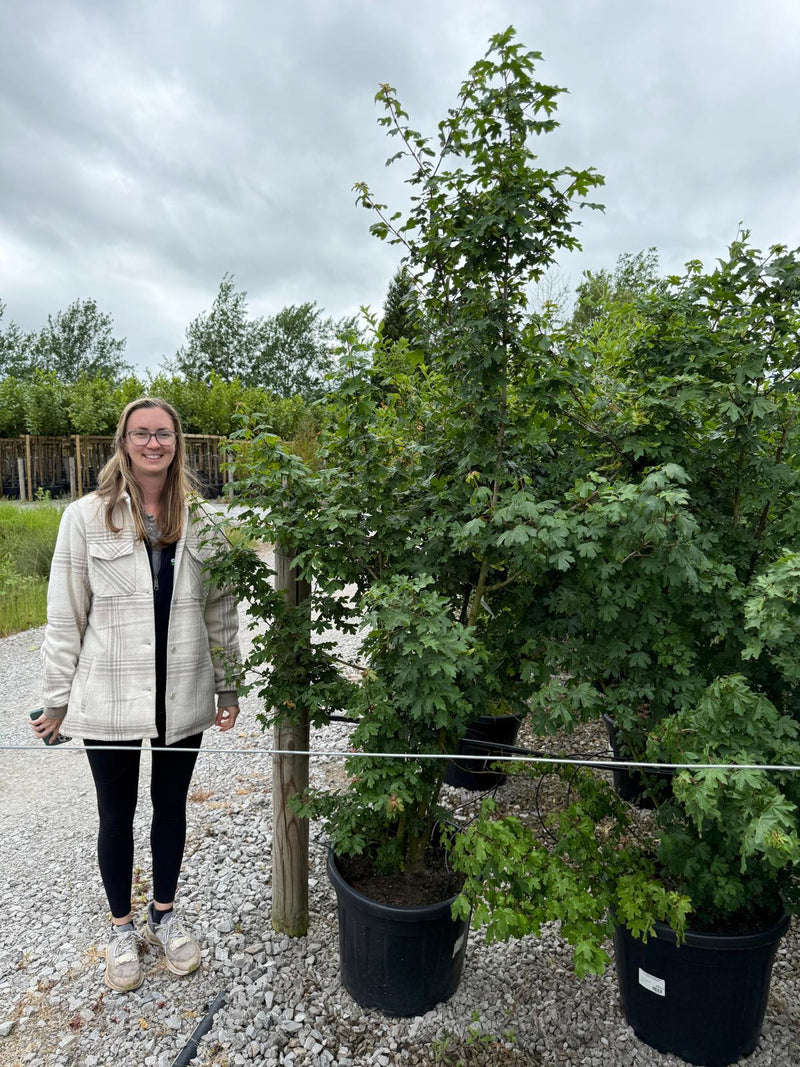 Acer Campestre Multi Stem 175/200cm