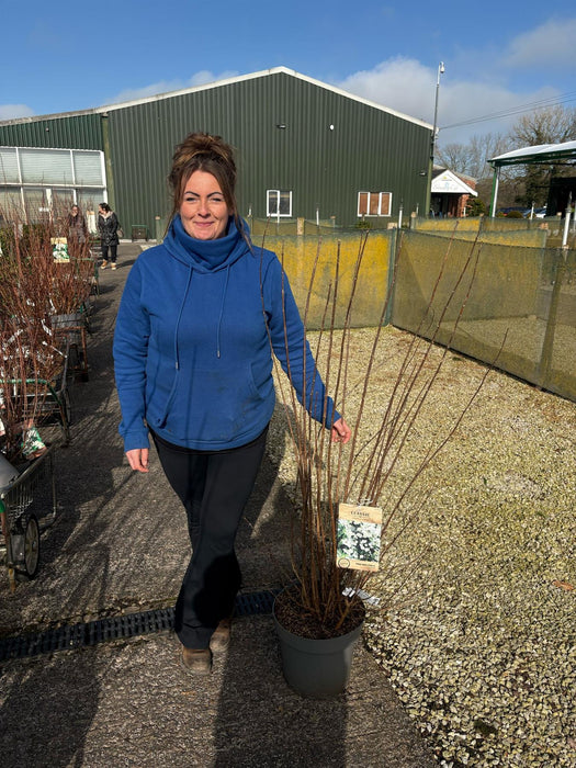 Philadelphus Virginal 12 Litre Pot 100/125cm