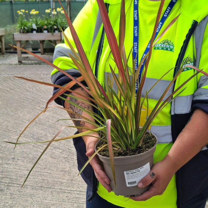 Phormium Tenax Jester 5 Litre Pot