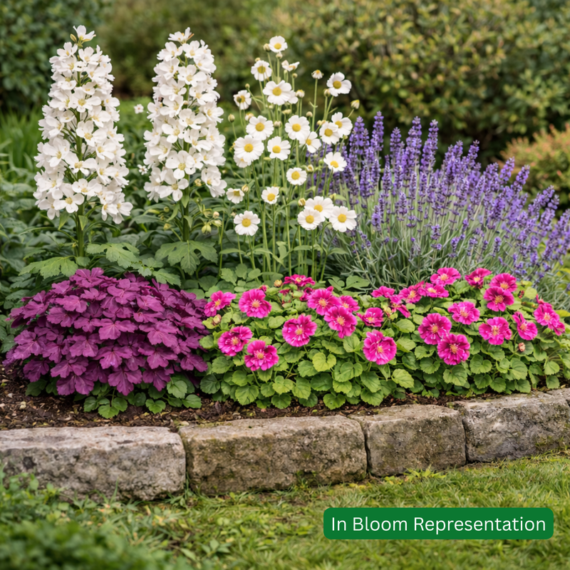Perennial Plants Butterfly & Bee Border Pack (12 Plants)