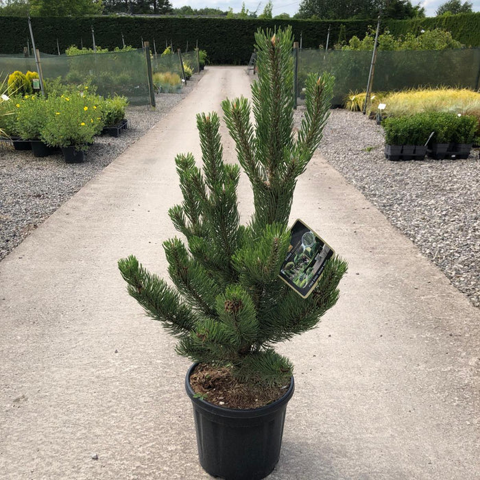 Pinus Nigra Oregon Green 15 Litre Pot