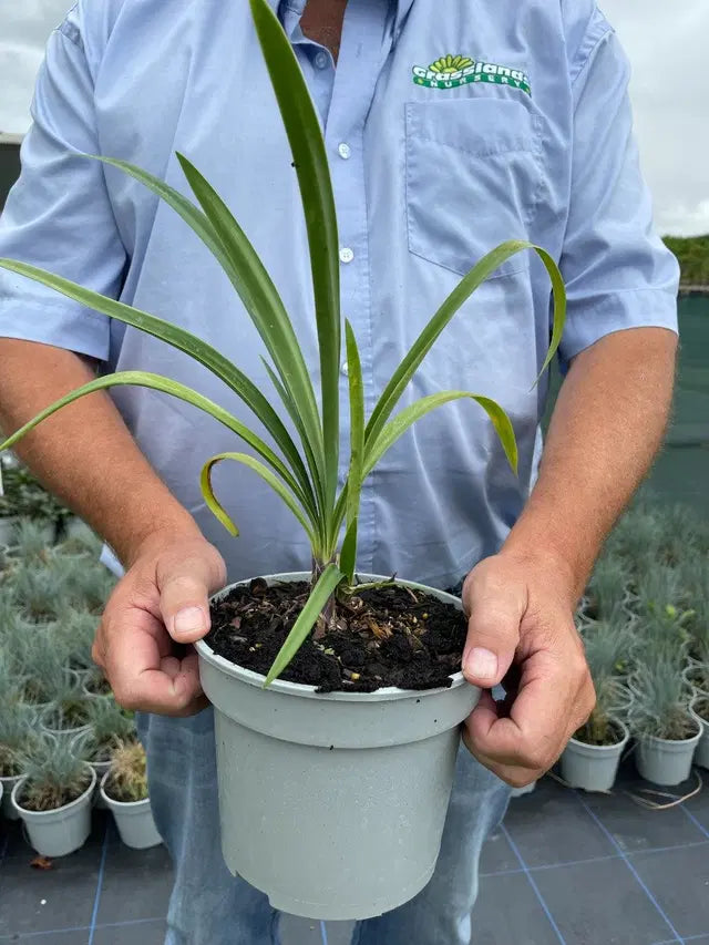 Agapanthus White Heaven 3 Litre Pot