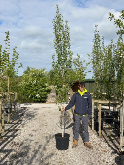 Betula Pendula Fastigiata 8/10cm Girth Seconds