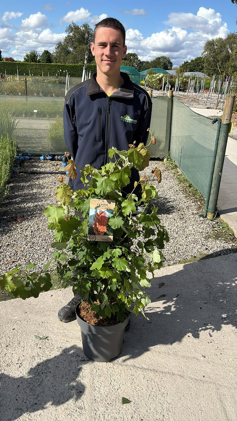 Acer Rubrum Red Sunset 12 Litre Pot 125/150cm