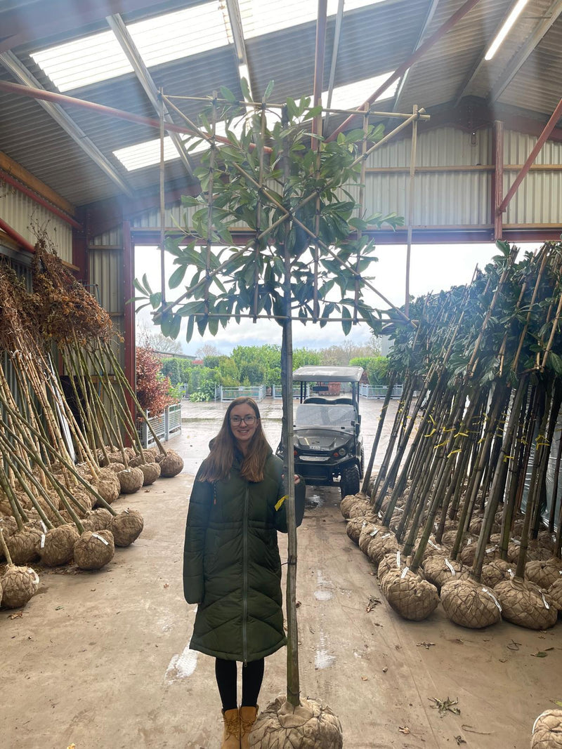 Prunus laur. Novita Pleached 150cm Stem 120x120cm Pre Order/Ready For June