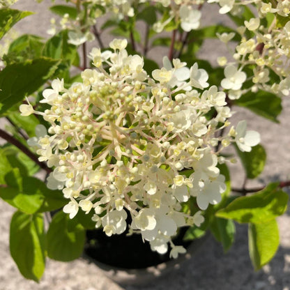 Hydrangea Paniculata Graffiti 15 Litre Pot