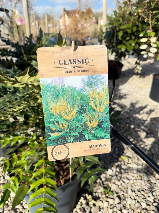 Mahonia media Winter Sun 12 Litre Pot 50/80cm