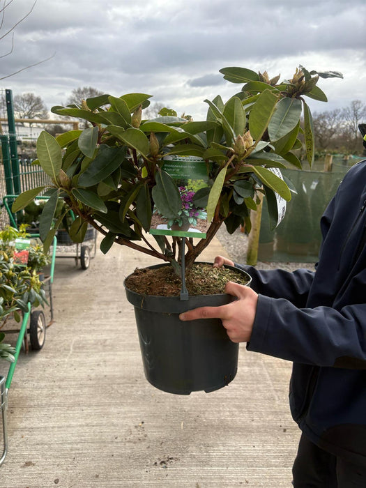 Rhododendron hyb. Azurro 12 Litre Pot
