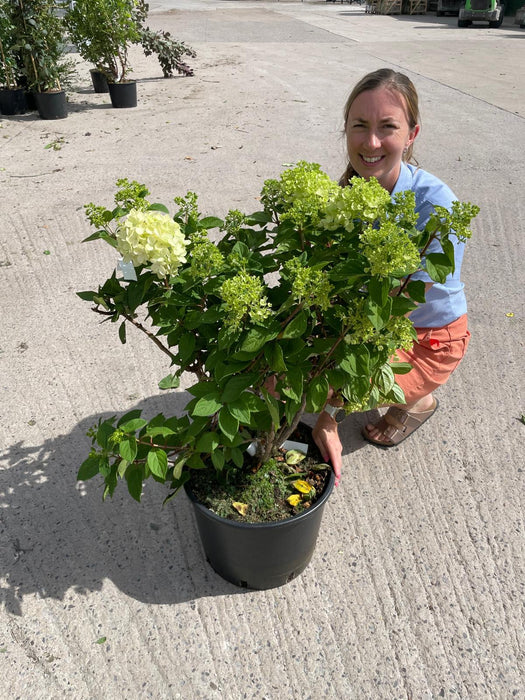 Hydrangea Paniculata Little Lime Punch 20 Litre Pot 60-80cm