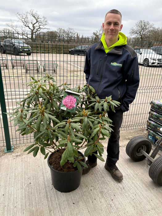 Rhododendron Hybrid 'Roseum Elegans' 30 Litre Pot