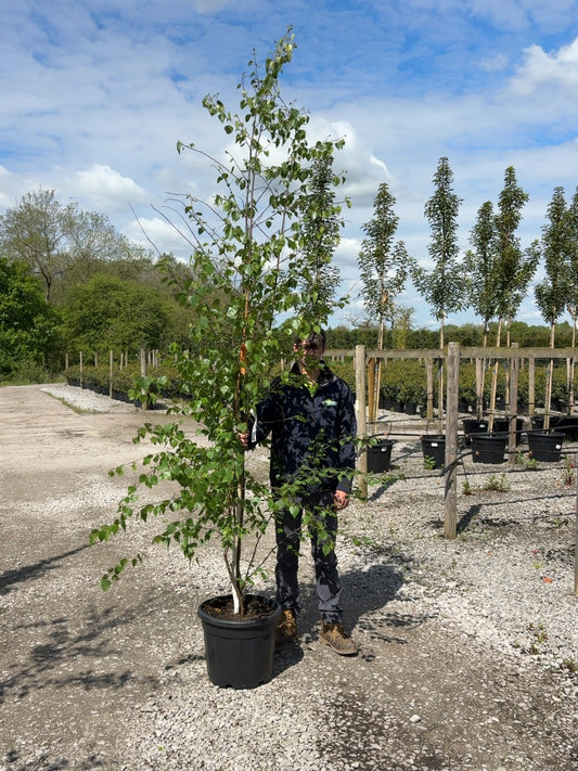 Betula Pendula Multi Stem 200/250cm Pot Grown