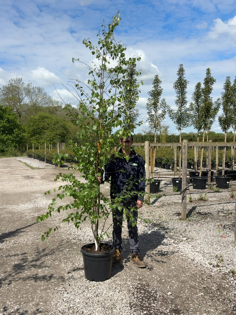 Betula Pendula Multi Stem 200/250cm Pot Grown