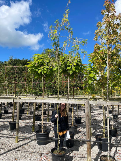 Laburnum Anagyroides 180cm stem 8-10 cm Girth