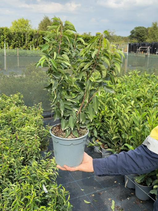 Portuguese Laurel 2.5 Litre Pot 30-40cm Bush